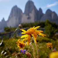 ARNICA OIL